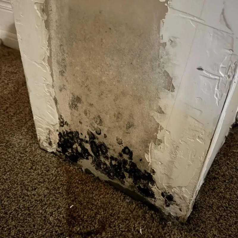 Professional Mold Removal in Toledo, IL